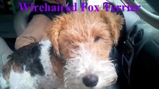 Забавные щенки и милые собачки. Интересная подборка. Funny puppies and cute dogs. Selection.