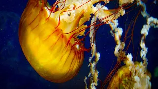 Aquarium of the Bay in San Francisco, California