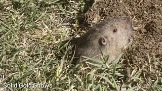 Gopher Digging a Hole - Close Up