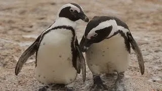 Conservationists tackle threats to African penguins