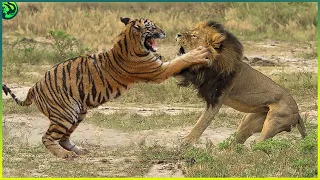 Lions Vs Tigers: Who’s the Real King of the Jungle?