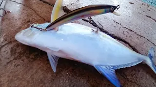 Catching Papio on Lures!!!   |  Hawaii Fishing