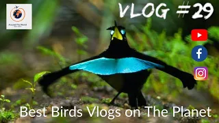 #chirping #birds || Birds-of-Paradise Project Introduction || #nature