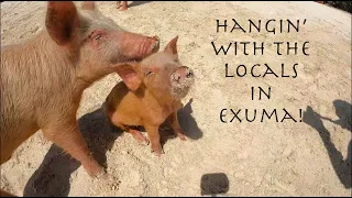 Swimming with the Pigs of Exuma, Bahamas!