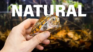 Recreating a Tiny Turtle's Natural Swamp Ecosystem
