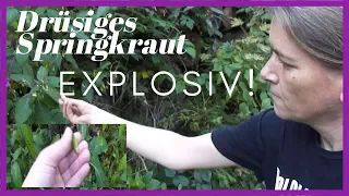 Drüsiges Springkraut mit Explosion! Oktober 2019