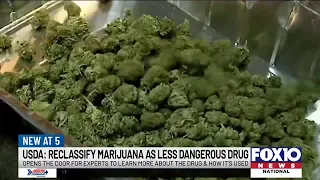 DEA set to reclassify marijuana