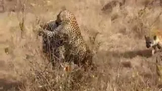 Leopards fighting - Mala Mala, South-Africa