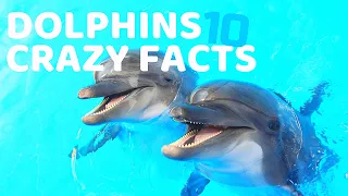 10 interesting facts about dolphins