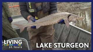 Lake Sturgeon Are Making a Comeback in Missouri | Living St. Louis