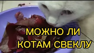 Можно ли котам свеклу?Кот ест свеклу.