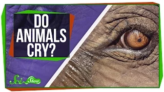 Do Animals Cry?