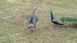 turkey vs. peacock