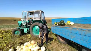 Будній день з юмз урожай сильний