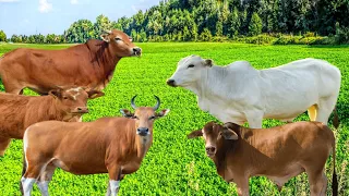 sapi' lembu lucu jinak berkeliaran di ladang lagi cari makan bersama teman teman nya,#50