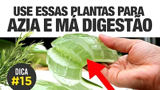 Remédio caseiro para AZIA, GASTRITE E MÁ DIGESTÃO 🌿🌱🍵 [DICA #15]