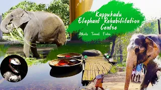 KAPPUKADU ELEPHANT REHABILITATION CENTRE | KOTTUR TRIVANDRUM