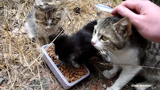 Kittens and mama cat hang out on a nice day