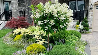 Tracy’s Relaxing Hydrangea Garden Tour with Plant Names - Mid July 2021