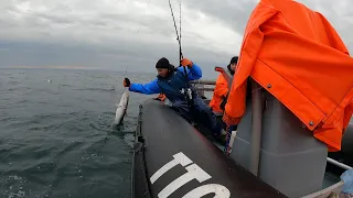 РЫБАЛКА В СУРОВОМ БАРЕНЦЕВОМ МОРЕ ЛЕТОМ / FISHING IN THE HARSH BARENTS SEA IN SUMMER