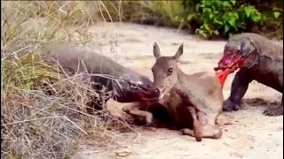 Komodo Dragons Eating An Adult Deer Alive At Komodo National Park❗️NOT For Sensitive Viewers❗️