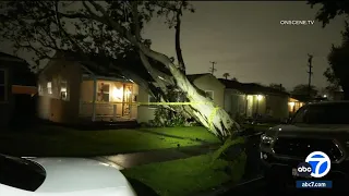 Large tree falls onto Long Beach home amid heavy rainfall