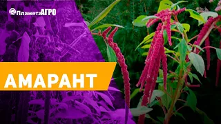 🌺 Семена цветов Амарант, полезное растение 🌿 Планета Агро