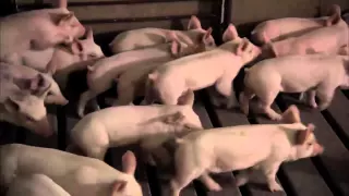 A New Home for Piglets