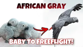 BABY TO FREE-FLIGHT AFRICAN GRAY PARROT!