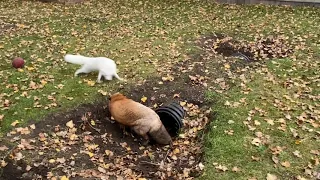 Ghost the arctic fox