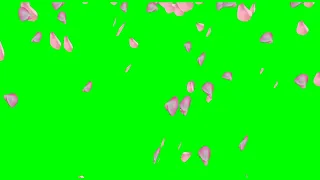 футаж лепестки роз - скачать футаж для монтажа на зелёном фоне