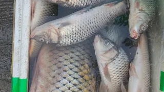 шардара 2022 сазан. любительское рыбалка