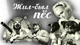 История советской Хатико. Как жилось собакам в советские годы