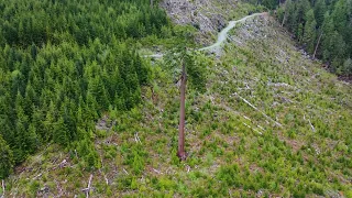 1000 Year Old Tree - The Loneliest Tree in The World - Lonely Doug - (* last giant trees on earth)