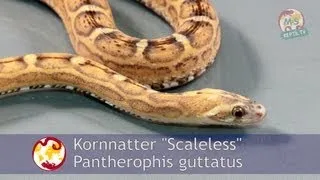 Reptil.TV - Folge 39 - Kornnattern Basics - Teil 2 - Farbmorphen