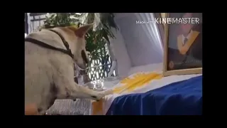 Hachiko ng pilipinas Marcelo and buboy farewell story Nakakaiyak Adorable Pets Tv