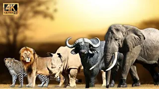 Momentos Salvajes con Animales Africanos en Plena Naturaleza
