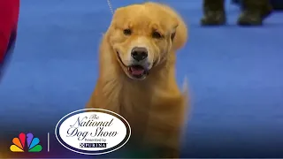 The Golden Retriever | The National Dog Show Presented by Purina | NBC