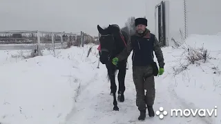 Лошадь.  Год подготовки. Заездка.