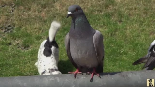 Berlin 2017 - Doves (Tauben)