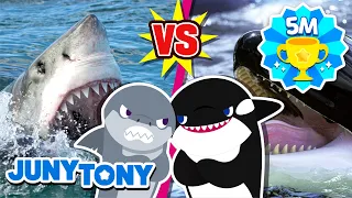 ¡Revancha! Gran Tiburón Blanco vs. Orca | ¡Que Gane el Mejor! | JunyTony en español