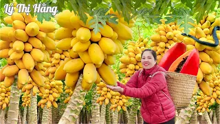 Harvesting Papaya & Goes to the Market Sell - Harvesting & Cooking || Ly Thi Hang || Daily Life