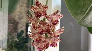 Осеннее цветение орхидей 2022 год. Часть 1