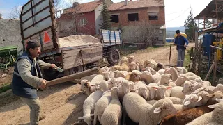 KUZULARI AYIRDIK - YENİ YER YAPTIK - KOCAMAN OLDULAR ( koyun kuzu videoları koyunculuk kuzu sesleri