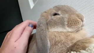 Bunny Purrs