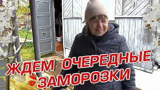 ЖДЁМ ОЧЕРЕДНЫХ ЗАМОРОЗКОВ