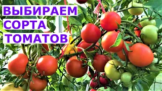 Как выбирать сорта томатов для себя Урожайные сорта томатов