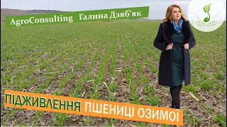 Коли підживлювати, як підживляти слабку і добре розвинуту пшеницю, які види добрив застосовувати?