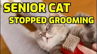 How To Help An Older Cat With Grooming And Staying Clean