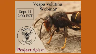 The Yellow-legged Hornet (Vespa velutina) biology, updates, and what to expect in the U.S.